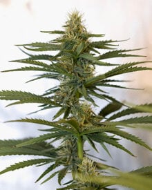 Buy Super Skunk Auto