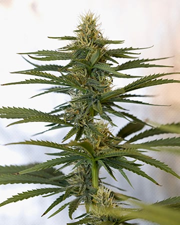 Buy Super Skunk Auto