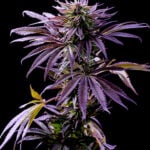 Tropicana Cookies Auto