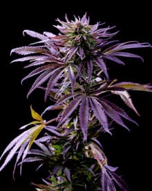 Buy Tropicana Cookies Auto