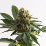 Alaska Thunderfuck Auto