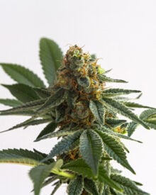 Buy Alaska Thunderfuck Auto