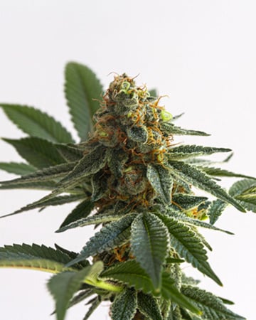 Buy Alaska Thunderfuck Auto