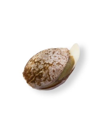 premium marijuana seeds pinkman goo seeds