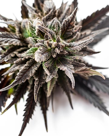 Buy Berner's Cookies Auto