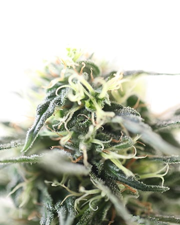 Buy Blue Cookies Auto