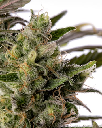 Buy Colombian Gold Auto