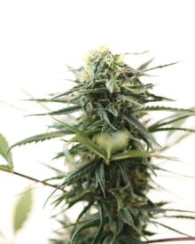 Buy Blue Cookies Auto