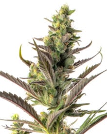 Buy Colombian Gold Auto