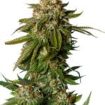 Gorilla Glue #4 Auto