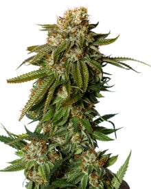 Buy Gorilla Glue #4 Auto
