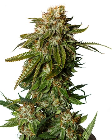 Buy Gorilla Glue #4 Auto