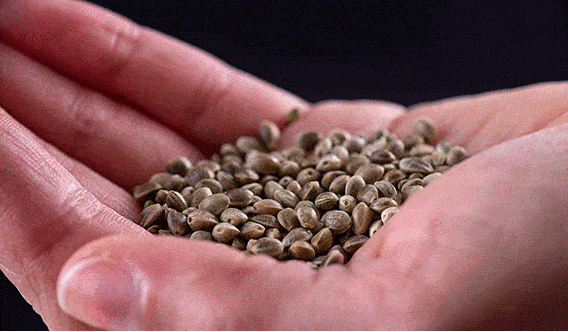 buy cannabis seeds online