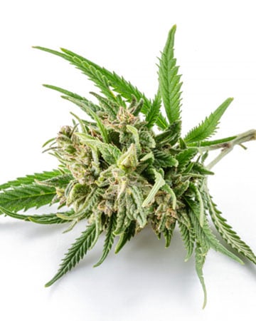 Buy Gorilla Glue #4 Auto