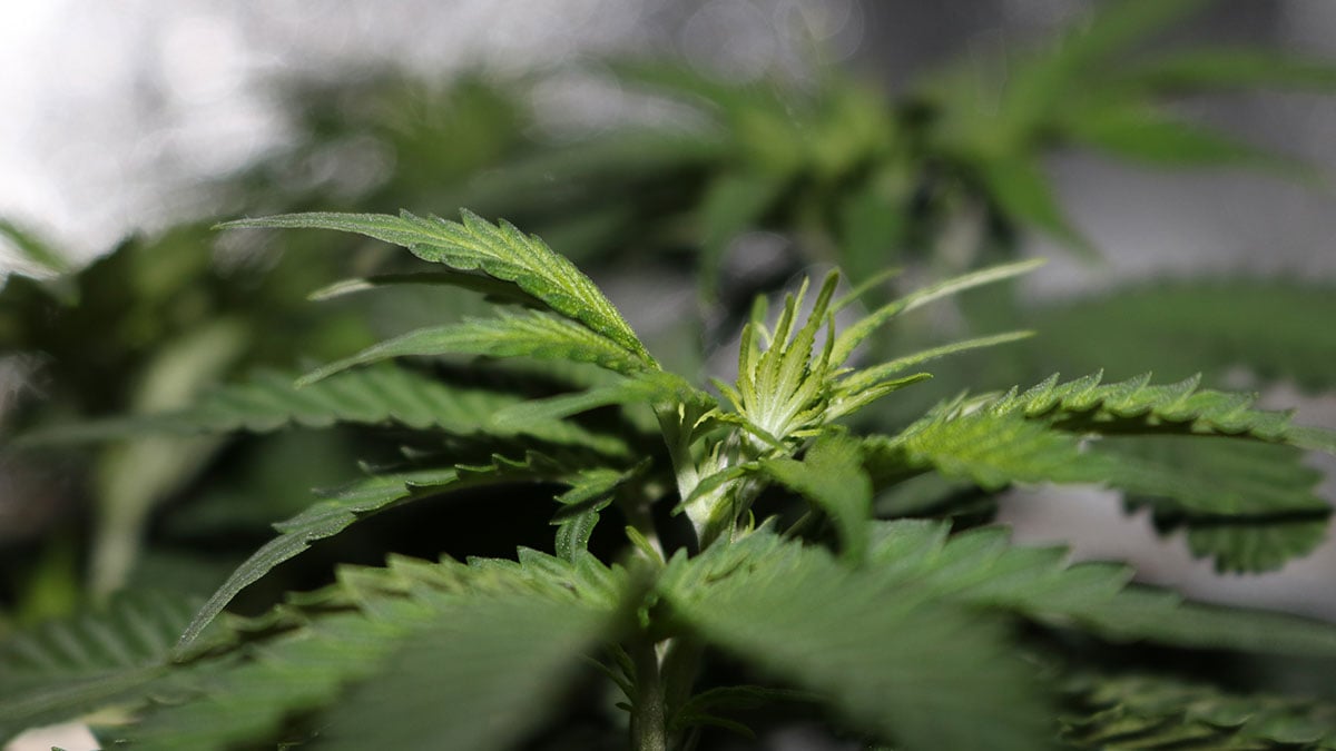 summerville cannabis seeds closeup
