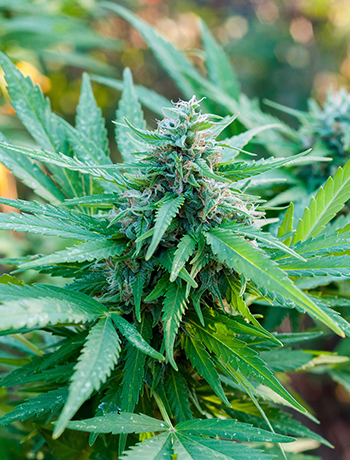 Buy Gelato 33 Auto