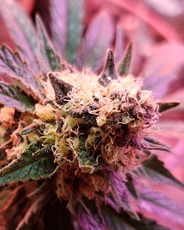 Buy Strawberry Banana Auto