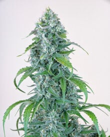 Buy Gelato 33 Auto