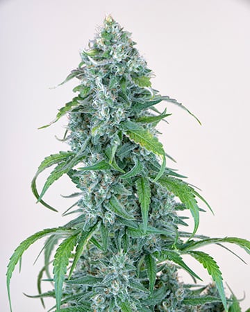 Buy Gelato 33 Auto