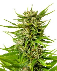 Buy Ghost OG Auto