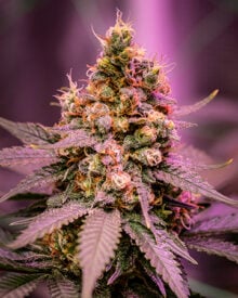 Buy Strawberry Banana Auto