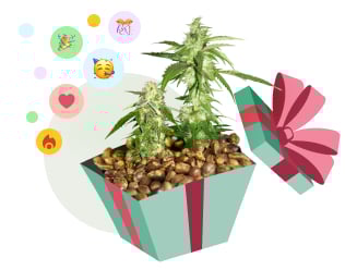 get-free-seeds