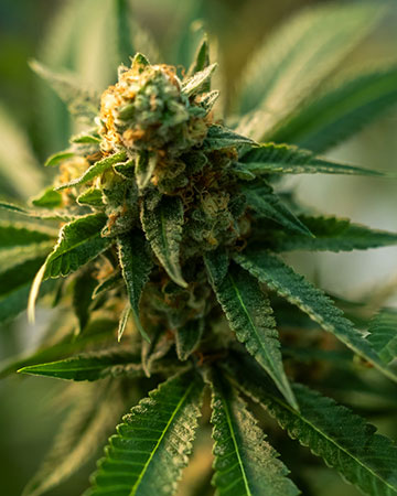Buy Agent Orange Auto