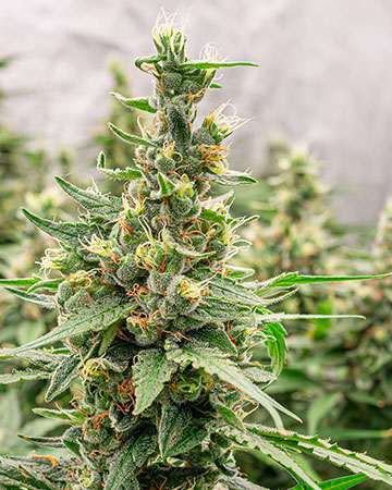 Buy Agent Orange Auto