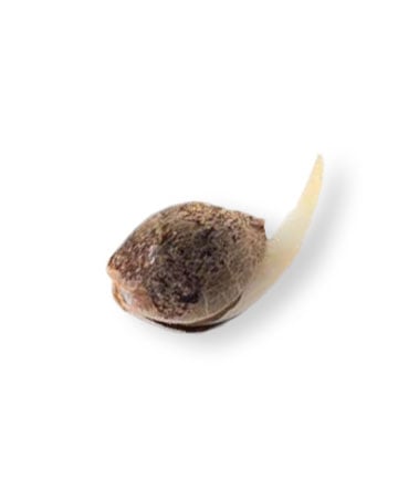 premium marijuana seeds ghost og