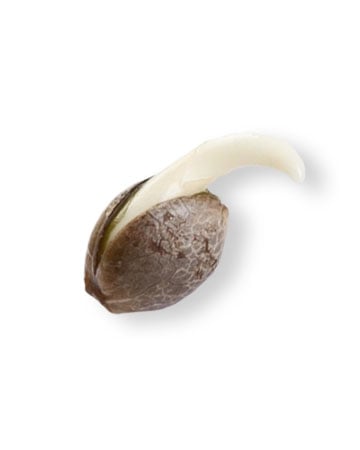 premium marijuana seeds strawberry banana
