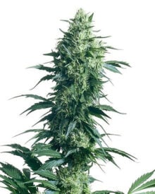 Buy Krypto Chronic Auto