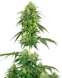Buy Strawberry Kush Auto