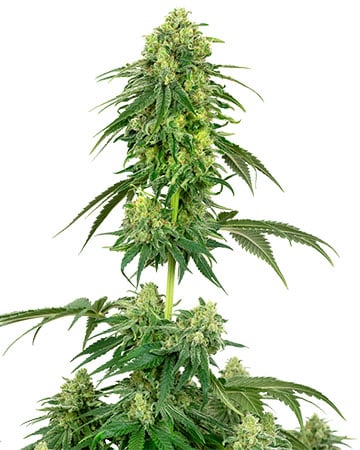 Buy Strawberry Kush Auto