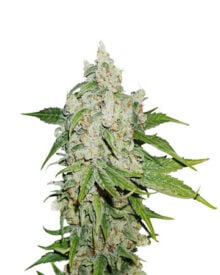 Buy Stardawg Auto