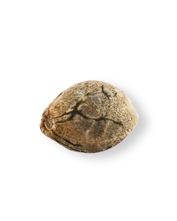 shop-your-choice-weed-seeds-Albino-Kush