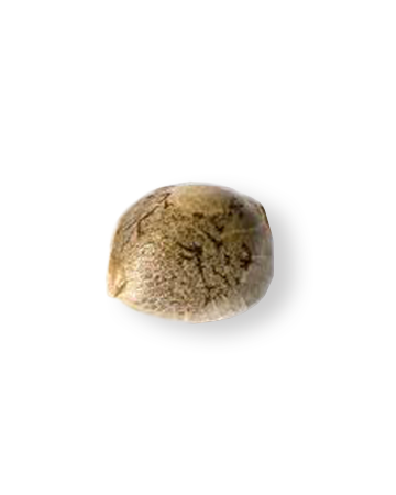shop-your-choice-weed-seeds-Gorilla Zkittlez