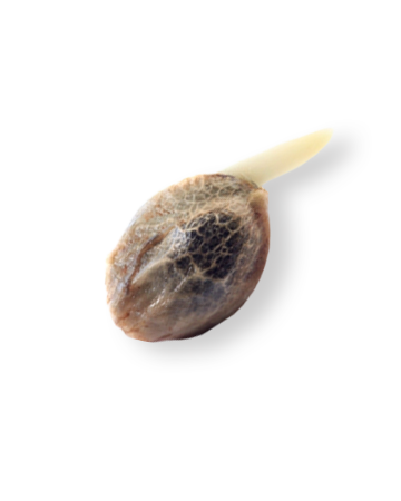 shop-your-choice-weed-seeds-White Tahoe Cookies Seeds