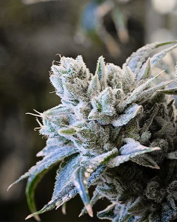 Buy Albino Kush