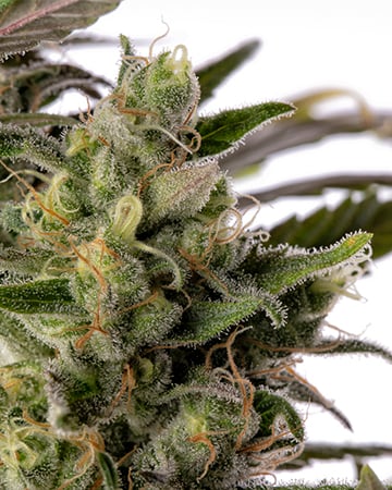 Buy Gorilla Cookies Seeds Auto