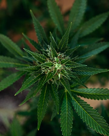 Buy Krypto Chronic Auto