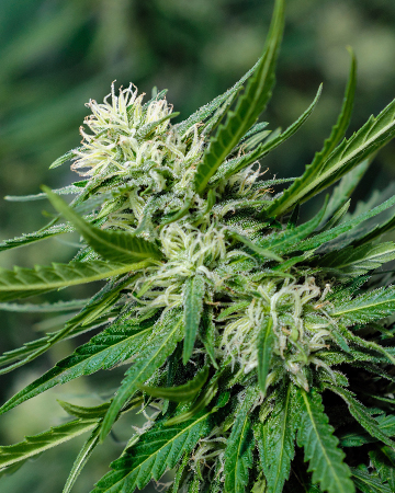 Buy Strawberry Kush Auto