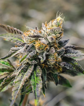 Buy White Tahoe Cookies Auto