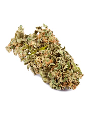 Buy Albino Kush