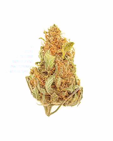 Buy Strawberry Kush Auto