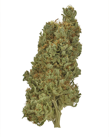 Buy Gorilla Zkittlez Auto