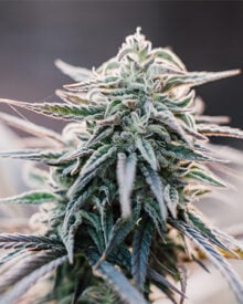Buy Albino Kush