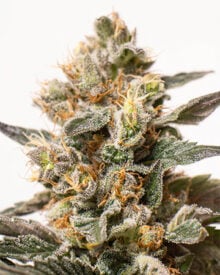 Buy Gorilla Cookies Seeds Auto