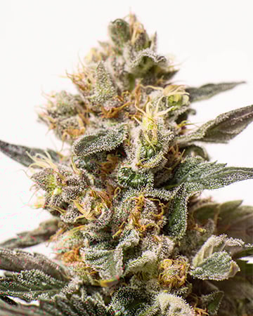 Buy Gorilla Cookies Seeds Auto