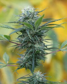 Buy Gorilla Zkittlez Auto