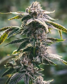 Buy White Tahoe Cookies Auto